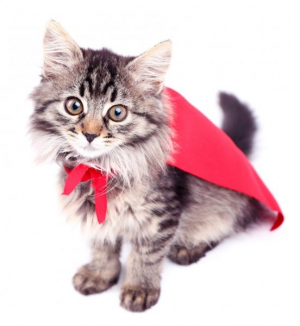 gallery/depositphotos_51234397-stock-photo-cat-in-red-cloak-isolated
